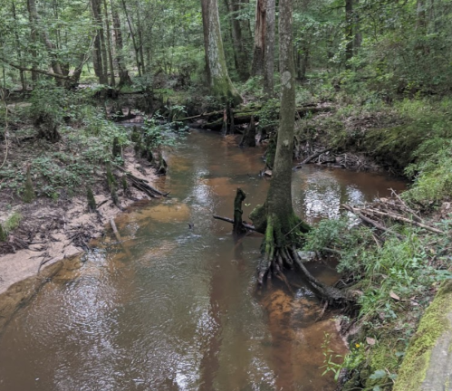 A serene forest scene featuring a winding creek surrounded by lush greenery and tree roots emerging from the water.