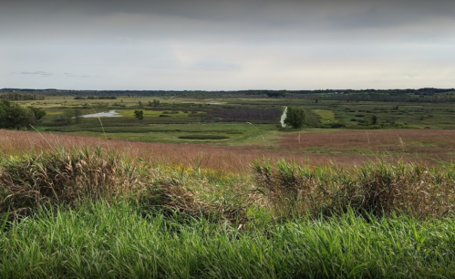 A scenic view of a lush, green marshland with tall grasses and a winding waterway under a cloudy sky.