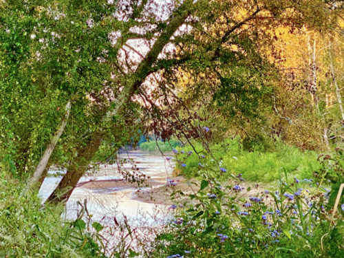 A serene river scene framed by trees and wildflowers, with warm autumn colors in the background.