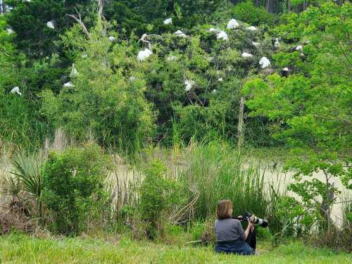 A photographer sits on the grass, capturing images of birds nesting in trees near a pond surrounded by lush greenery.