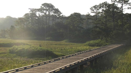 A wooden walkway stretches through a lush green landscape, surrounded by trees and soft morning light.