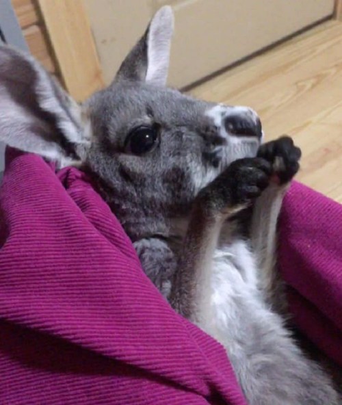 A close-up of a young kangaroo resting in a person's lap, looking curiously at the camera.
