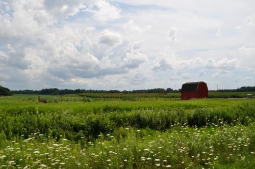 A red barn stands in a lush green field under a cloudy sky, surrounded by wildflowers and distant trees.