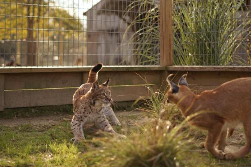 A lynx and a caracal play in a grassy enclosure, surrounded by a wooden fence and tall grass.