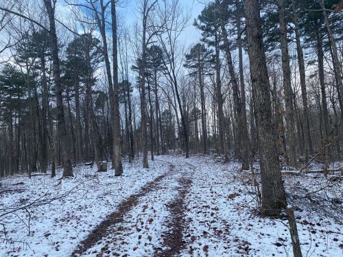A snowy forest path winding through tall trees, with a clear sky above and fallen leaves scattered on the ground.