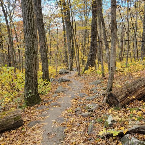 A winding path through a forest with tall trees and colorful autumn leaves scattered on the ground.