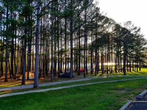 A serene campsite surrounded by tall trees, with tents and a glimpse of a lake in the background at sunset.