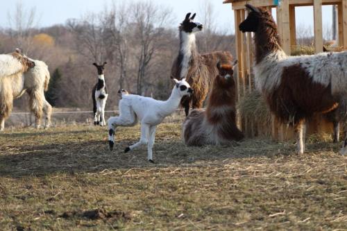 A playful white llama calf frolics among adult llamas in a grassy field.