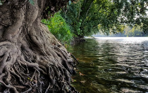 A close-up of a tree's gnarled roots by a calm river, surrounded by lush greenery and soft morning light.
