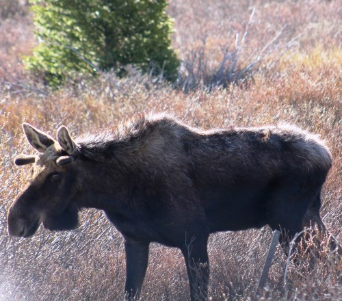 A moose stands in a grassy field with sparse vegetation and a tree in the background.