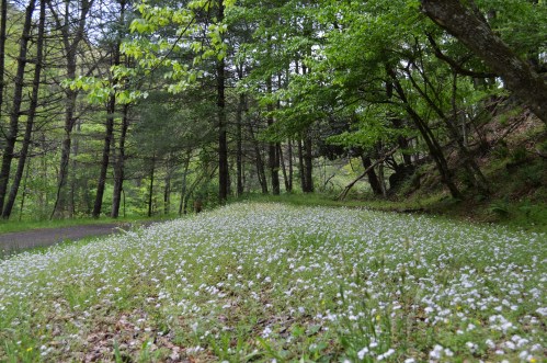 A serene forest path lined with lush greenery and a carpet of small white flowers.