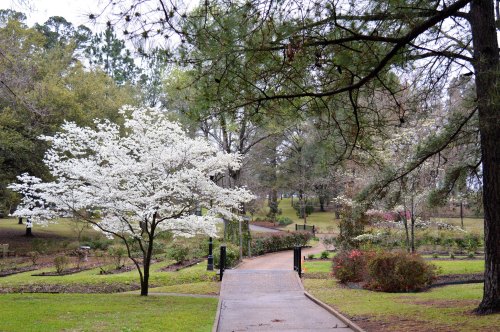 A serene park scene featuring a white flowering tree along a winding path surrounded by greenery and blooming flowers.