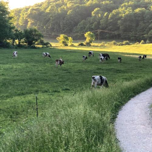 A serene landscape with cows grazing in a green field, surrounded by trees and rolling hills under a clear sky.