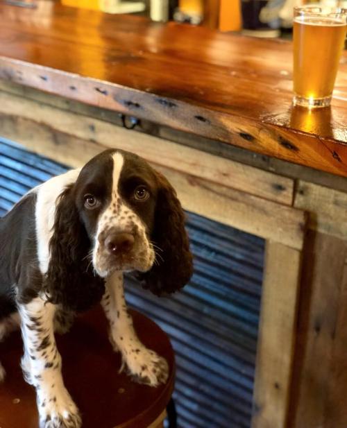 A brown and white spaniel sits on a bar stool next to a glass of beer on a wooden bar.