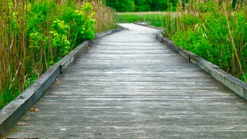 A wooden boardwalk winding through lush greenery and tall grasses in a serene natural setting.