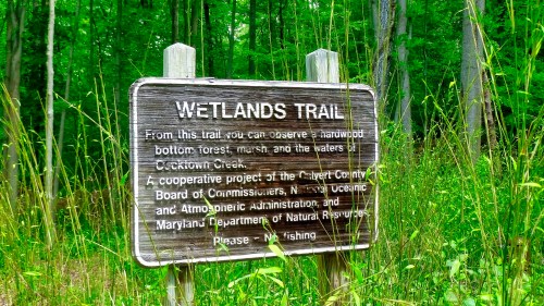 Sign for Wetlands Trail in a green forest, detailing trail features and project sponsors. No fishing allowed.