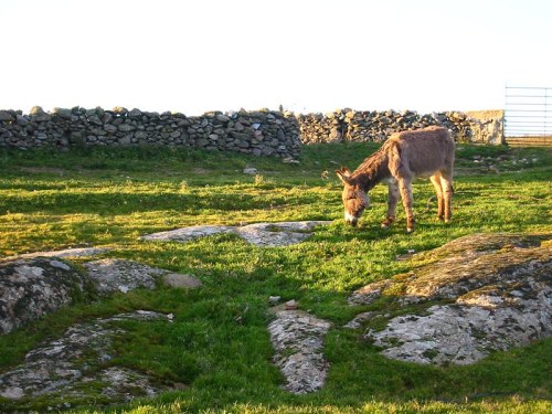 A donkey grazes on grassy terrain with rocky patches, surrounded by a stone wall in the background.