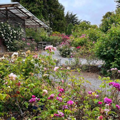 A vibrant garden filled with blooming roses in various colors, surrounded by lush greenery and a cloudy sky.
