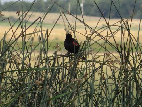 A blackbird with red shoulder patches perched among tall grasses in a field.
