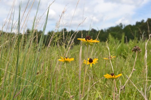 A field of tall grass with vibrant yellow flowers under a partly cloudy sky.