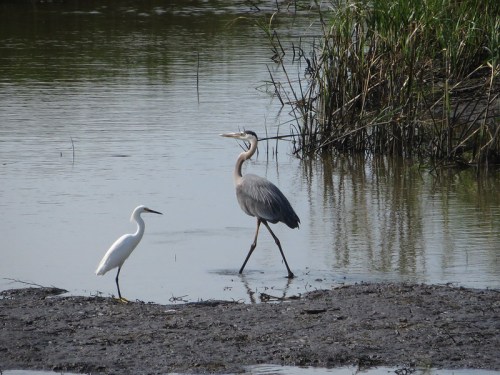 A great blue heron and a snowy egret stand in shallow water among tall grasses.