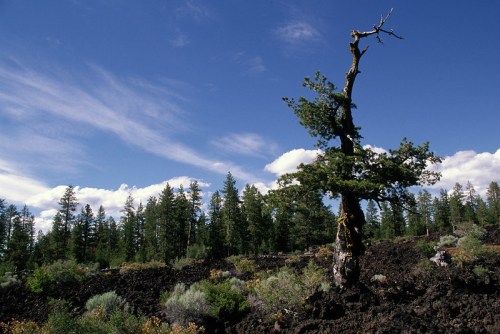 A solitary tree stands on rocky terrain, surrounded by green foliage and a blue sky with scattered clouds.