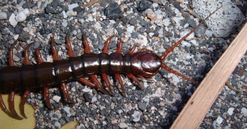 A close-up of a centipede crawling on gravel, showcasing its long body and numerous legs.