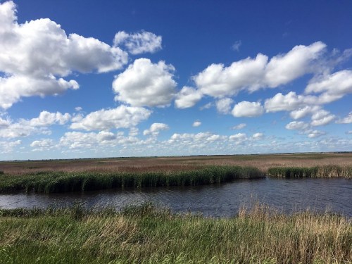 A serene landscape featuring a calm waterway surrounded by tall grasses and a blue sky with fluffy clouds.