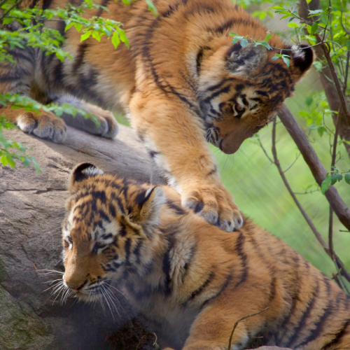 Two playful tiger cubs interact on a rocky surface, surrounded by greenery.