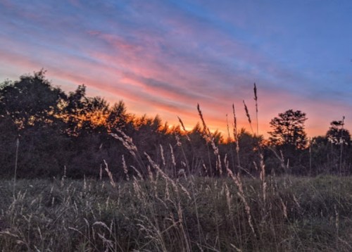 A vibrant sunset casts colorful hues over a grassy field, framed by silhouettes of trees and tall grass.
