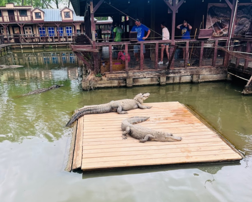 Two crocodiles resting on a wooden platform in a pond, with people observing from a nearby structure.