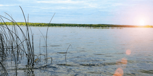 A serene lake at sunset, with tall grasses along the shore and a soft glow in the sky.