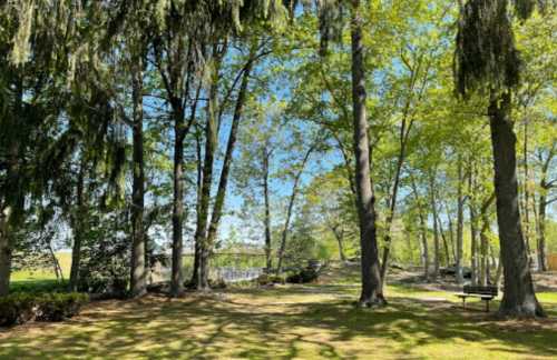 A serene park scene with tall trees and lush greenery under a clear blue sky.