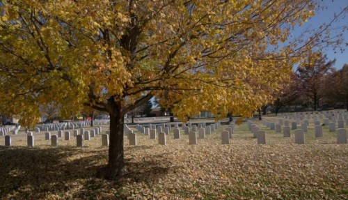 A tree with yellow leaves stands amidst a cemetery, surrounded by white gravestones and fallen leaves on the ground.