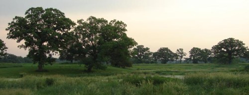 A serene landscape featuring lush green fields and several large trees under a soft, hazy sky.