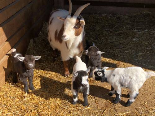 A mother goat stands with four playful kids in a barn, surrounded by straw and warm sunlight.