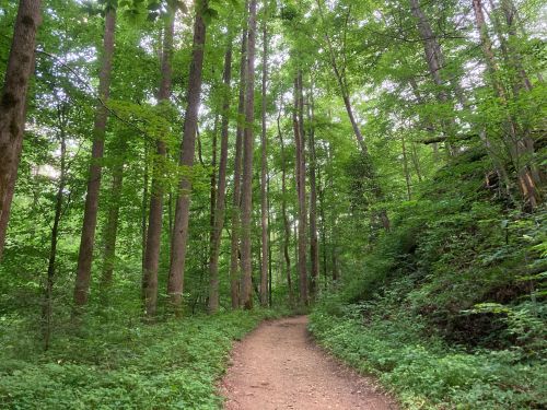 A winding dirt path through a lush green forest with tall trees and dense foliage on either side.