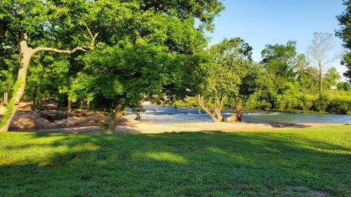 A serene riverside scene with lush green trees and a gentle flowing river under a clear blue sky.