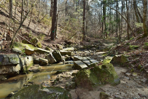 A serene forest scene featuring a rocky creek surrounded by trees and moss-covered stones.