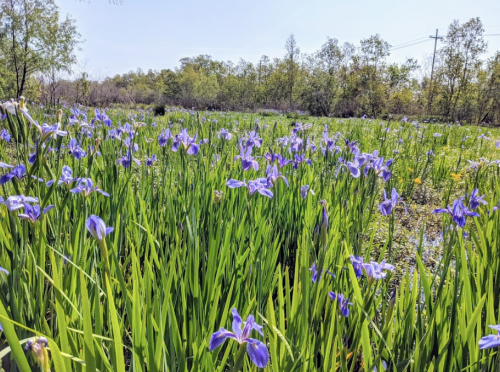 A vibrant field of purple irises surrounded by lush green grass under a clear blue sky.