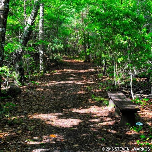 A serene forest path lined with lush green trees and a wooden bench, inviting peaceful exploration.