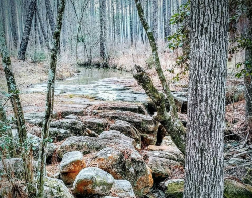 A serene forest scene featuring a stream surrounded by rocks and trees, with soft, muted colors.