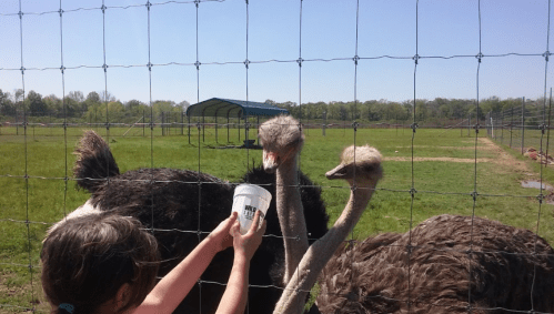 A person feeding ostriches through a fence on a sunny day at a farm. Green fields are visible in the background.