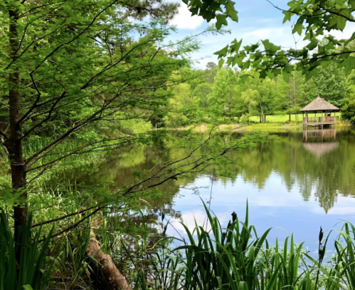 A serene pond surrounded by lush greenery and a gazebo in the distance, reflecting the blue sky and trees.