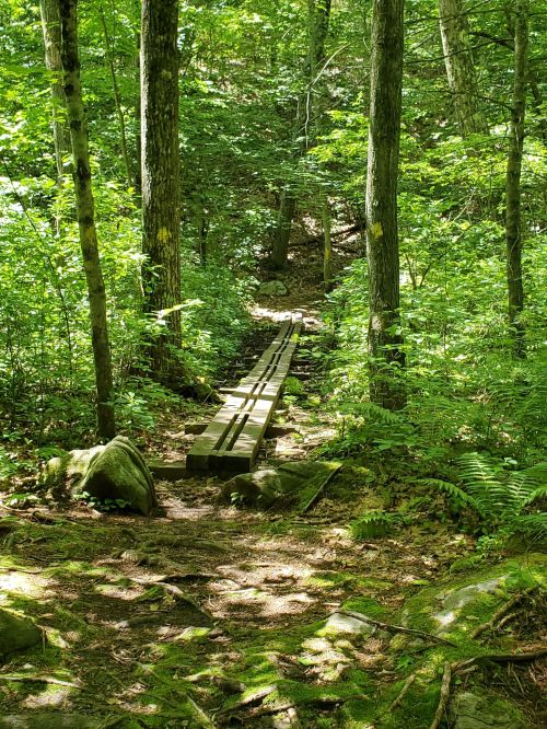 A narrow wooden bridge spans a small path through a lush, green forest filled with trees and underbrush.