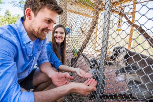A man and woman smile while feeding animals through a fence at a wildlife sanctuary.