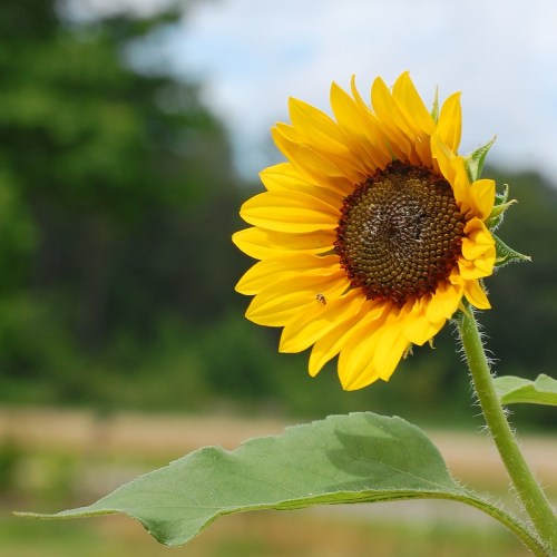 A vibrant sunflower with bright yellow petals and a dark center, surrounded by green leaves against a blurred background.