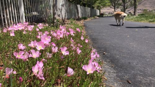A path lined with pink flowers, with a dog walking away in the background under a sunny sky.