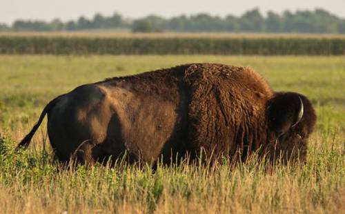 A bison grazing in a grassy field with a blurred background of trees and open land.