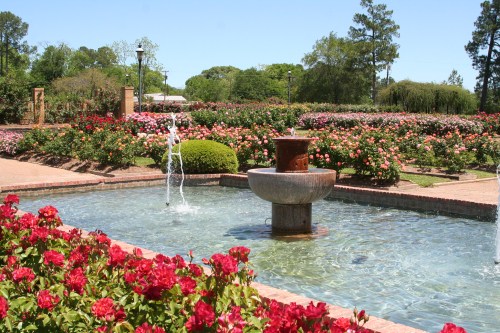 A serene garden with a fountain surrounded by vibrant rose bushes under a clear blue sky.